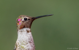 Hummingbird close up, U.S.